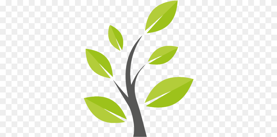 Pepper Tree, Herbs, Plant, Leaf, Green Free Png Download