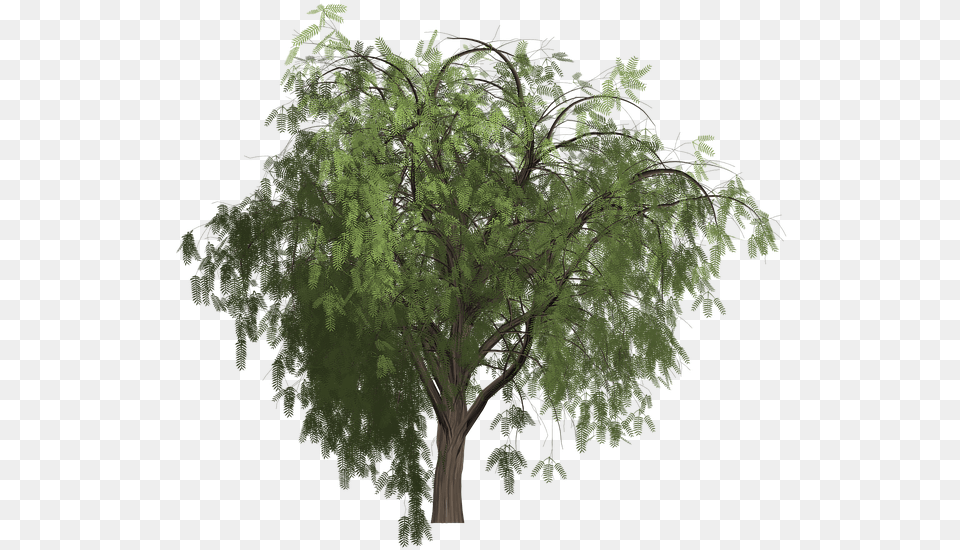 Pepper Tree Painted Image On Pixabay Pepper Tree, Plant, Vegetation, Oak, Sycamore Png