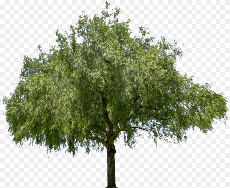 Peppercorn Tree Transparent, Plant, Tree Trunk, Willow Png Image