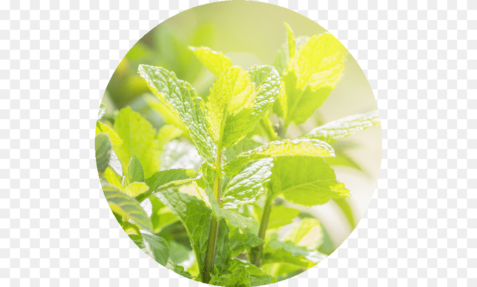 Peppermint, Herbs, Leaf, Mint, Plant Png Image