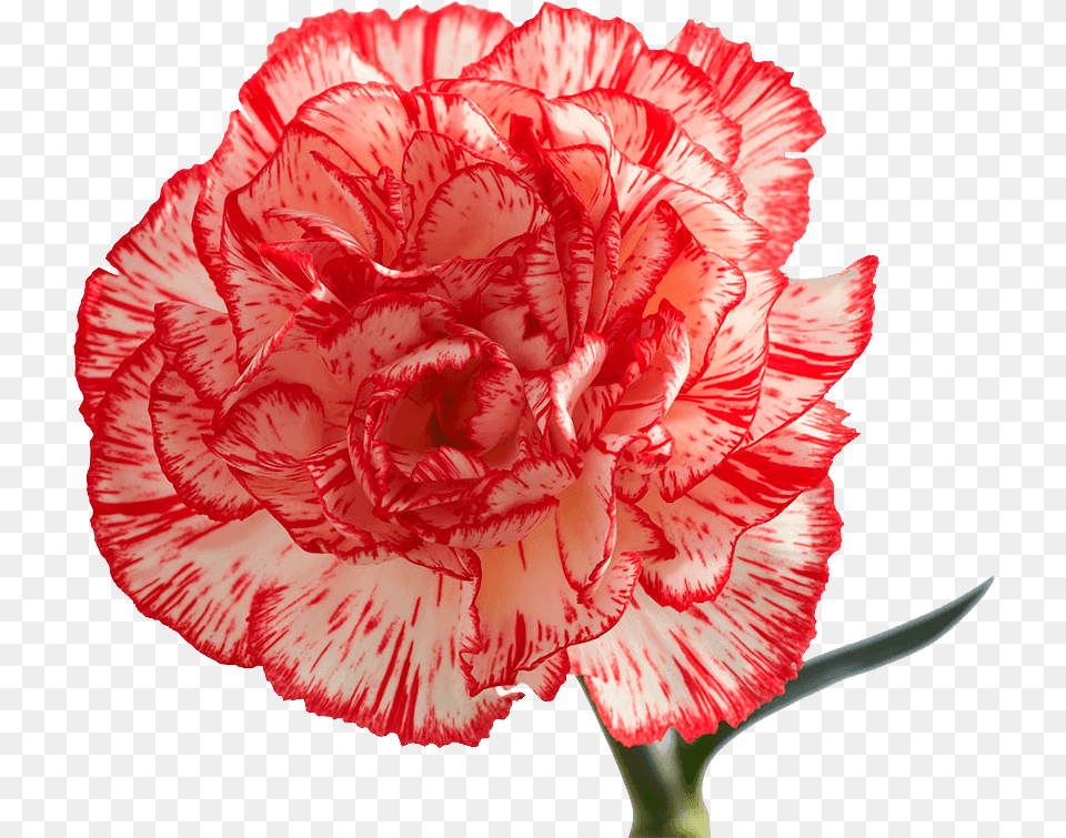 Peppermint Carnation Flowers Peppermint Carnations, Flower, Plant, Rose Free Png