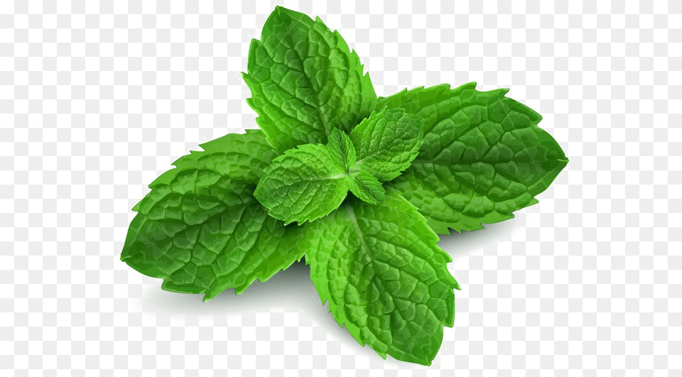 Peppermint Download Peppermint, Herbs, Mint, Plant Png Image