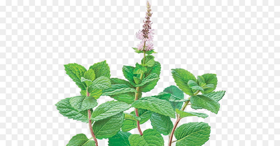 Peppermint Drawing Botanical Illustration Alvita Organic Spearmint Tea 24 Tea Bags, Herbs, Mint, Plant, Flower Free Transparent Png