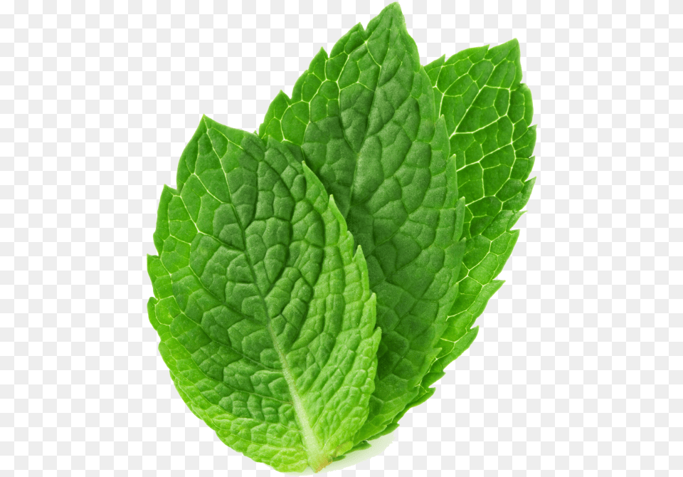 Peppermint Drawing Mint Herb Mint, Herbs, Leaf, Plant Free Transparent Png