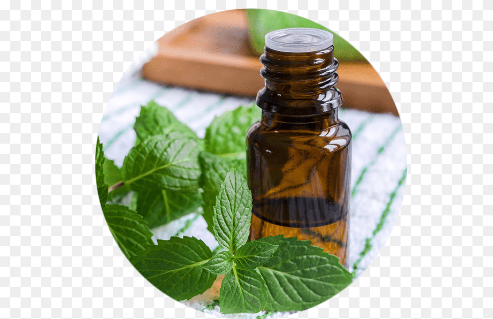 Peppermint Essential Oil, Herbal, Herbs, Leaf, Mint Free Transparent Png