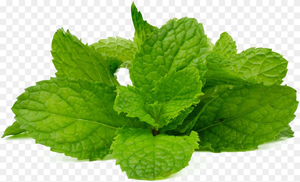 Peppermint Herbs, Mint, Plant, Leaf Free Png Download