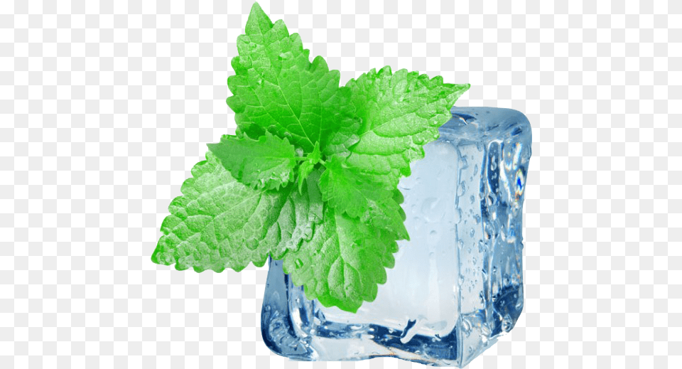 Peppermint Hd Images Ice Mint, Herbs, Plant, Leaf Free Png