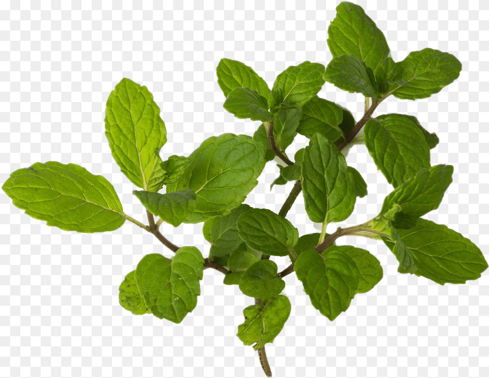 Peppermint Hd Quality Mint Clipart, Herbs, Leaf, Plant Png Image