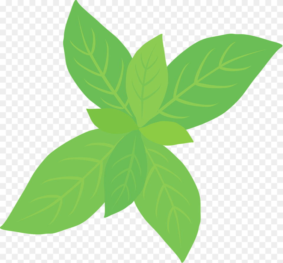 Peppermint Herb Clipart, Green, Herbs, Leaf, Mint Free Transparent Png