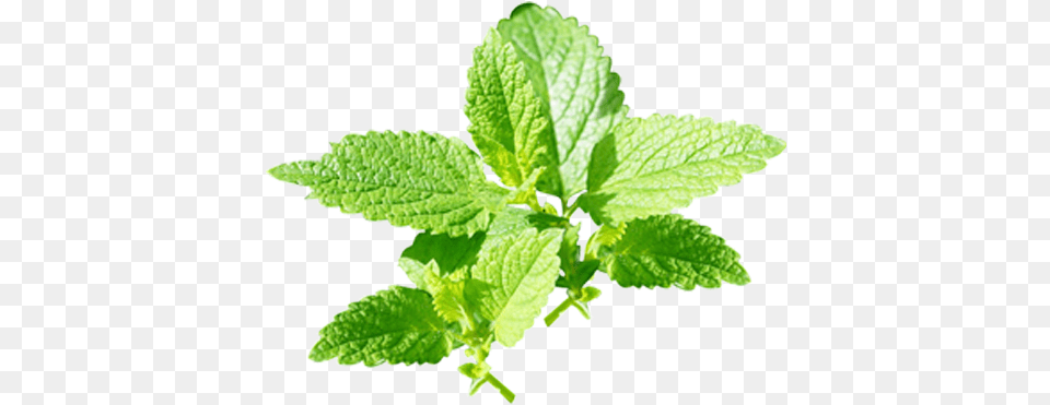 Peppermint Image Background Nepeta, Herbal, Herbs, Leaf, Mint Free Png