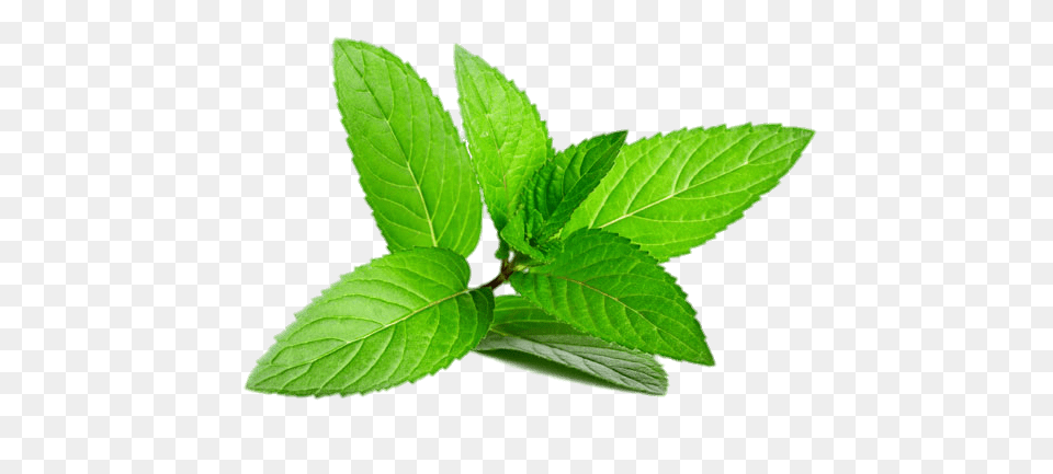 Peppermint Leafs, Herbs, Leaf, Mint, Plant Free Transparent Png