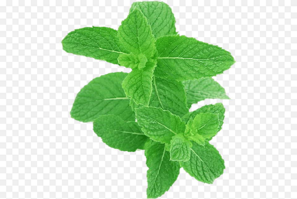 Peppermint Nepeta, Herbs, Mint, Plant, Leaf Free Transparent Png