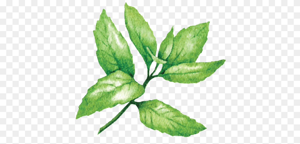 Peppermint Photo Arts, Herbal, Herbs, Leaf, Plant Png