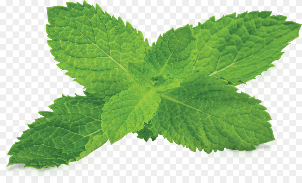 Peppermint Photo Transparent Background Mint Leaves, Herbs, Plant, Leaf Png Image
