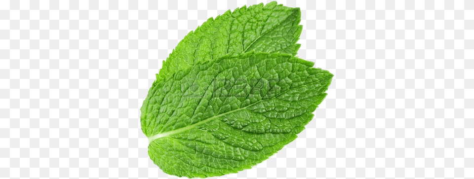 Peppermint Plant Play Background Mint Leaf Herbs Free Transparent Png