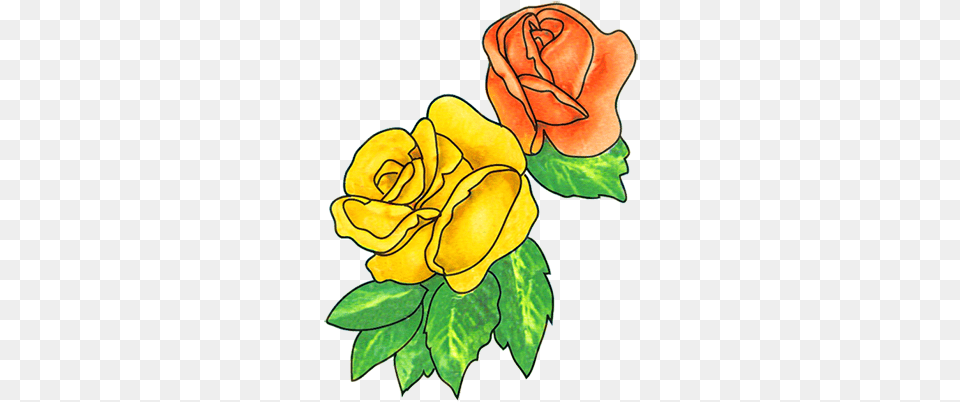 Peppermint Rose Plant Clip Art Flower Drawings Clip Art Png Image