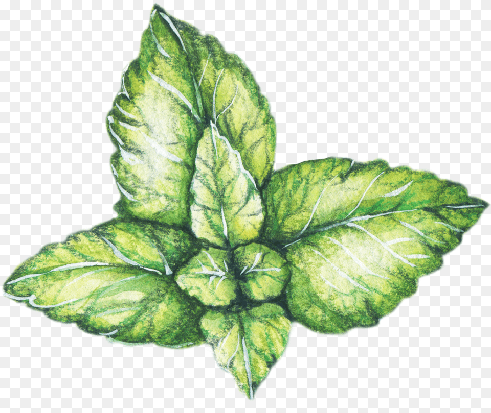 Peppermint Sketch, Herbs, Leaf, Mint, Plant Free Transparent Png