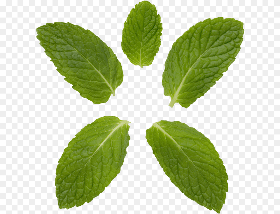 Peppermint Transparent Background Mint And Curry Leaf, Herbs, Plant Free Png Download