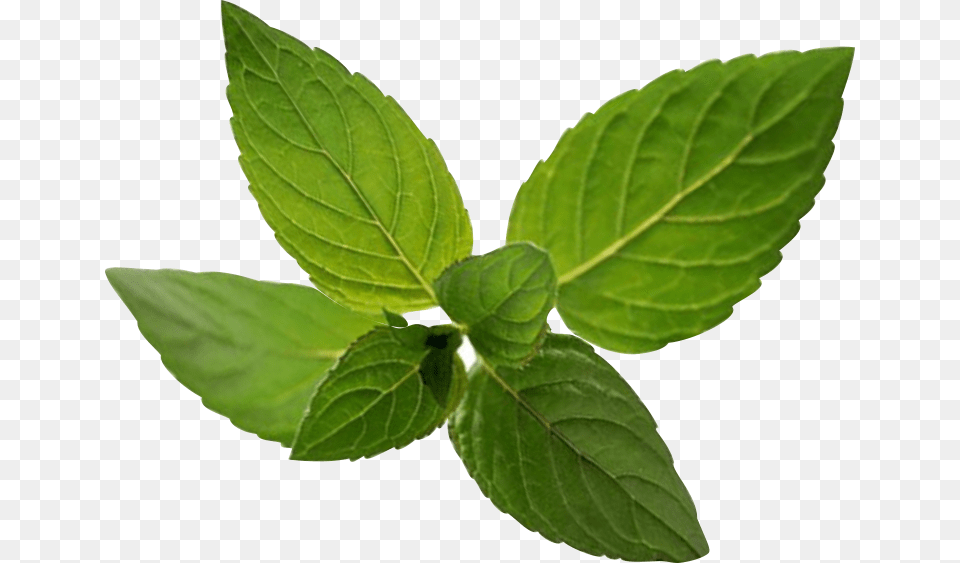 Peppermint Image Ilex Verticillataamerican Winterberry, Herbs, Leaf, Mint, Plant Free Transparent Png