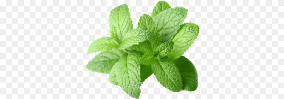 Peppermint Transparent Images Peppermint Essential Oil, Herbs, Mint, Plant, Animal Png Image