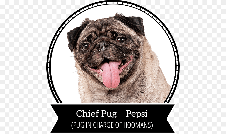 Pepsi Pug, Animal, Canine, Dog, Mammal Free Png Download