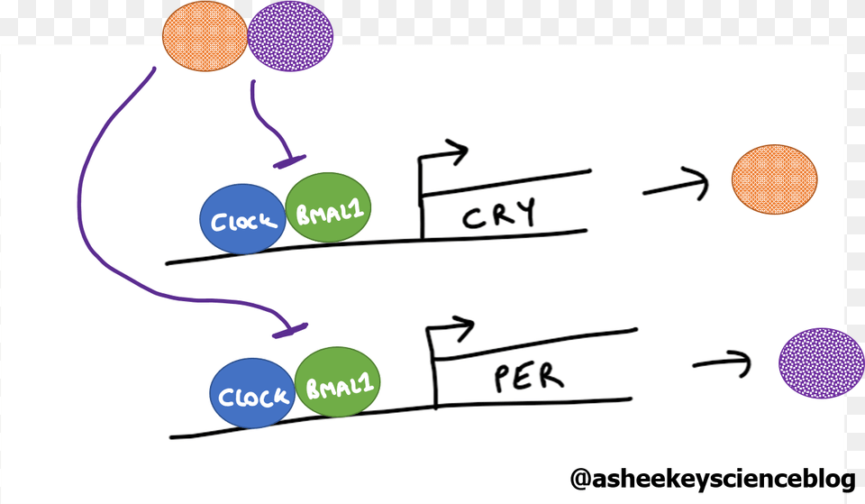 Per And Cry Then Inhibit The Action Of Clock And Bmal1 Diagram, Sphere, Text Png Image