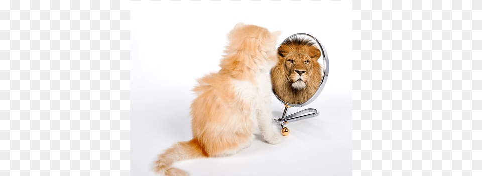 Perception Transformation How To Transform The Reality, Animal, Lion, Mammal, Wildlife Png Image