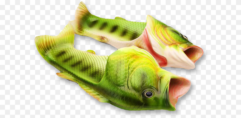 Perch, Aquatic, Water, Animal, Reptile Free Png