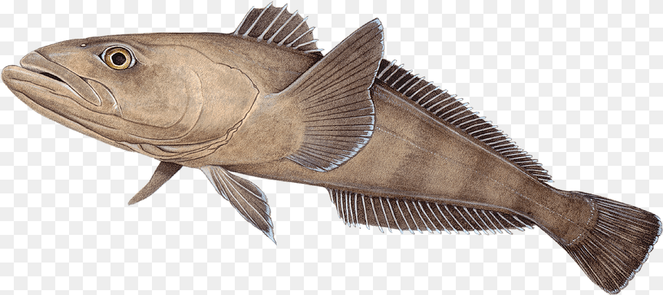 Perch, Animal, Cod, Fish, Sea Life Png Image