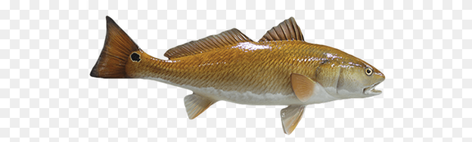 Perch, Animal, Fish, Sea Life, Carp Png