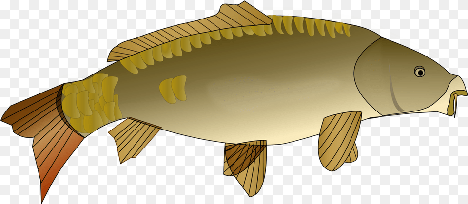 Perchbony Fishcarp Carp Clipart, Animal, Fish, Sea Life, Shark Png Image