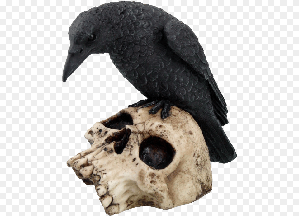 Perched Raven On Skull Statue Statuetka Voron, Animal, Bird, Blackbird, Beak Free Transparent Png