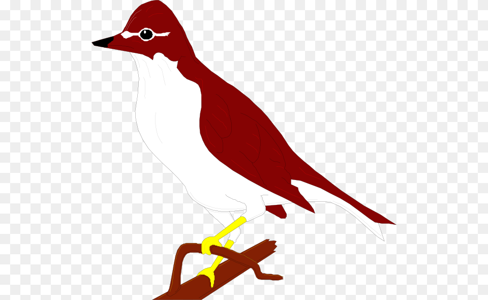 Perched Wood Thrush Clip Art For Web, Animal, Bird, Finch Free Transparent Png