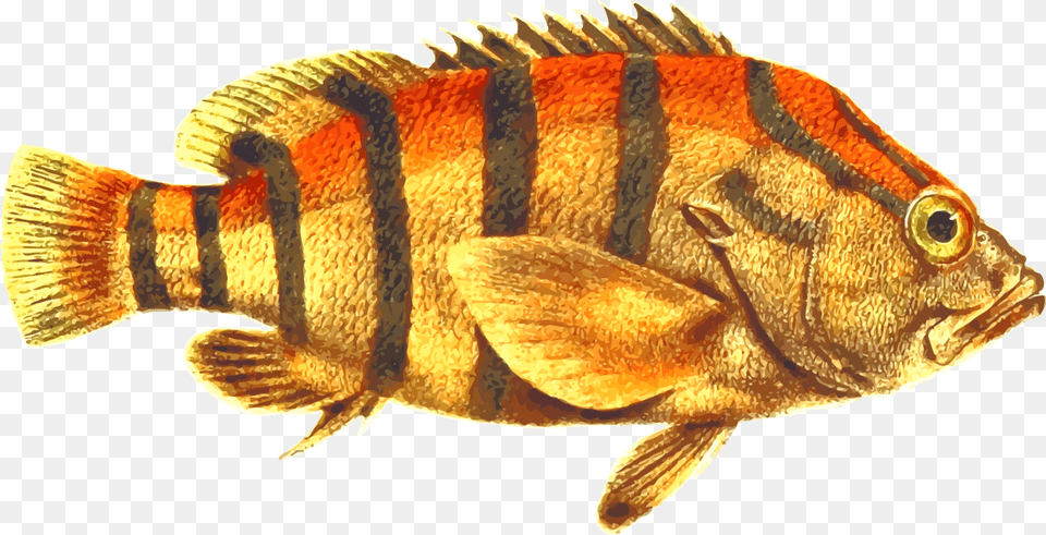 Perchfishtail Pacific Ocean Perch, Animal, Sea Life, Fish Png Image