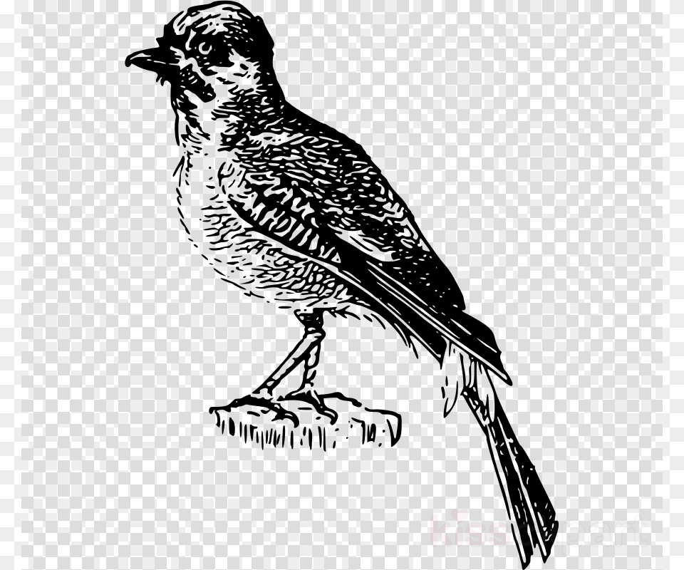 Perching Bird Illustration Black And White Clipart Sparrow, Animal, Beak, Qr Code, Accipiter Png