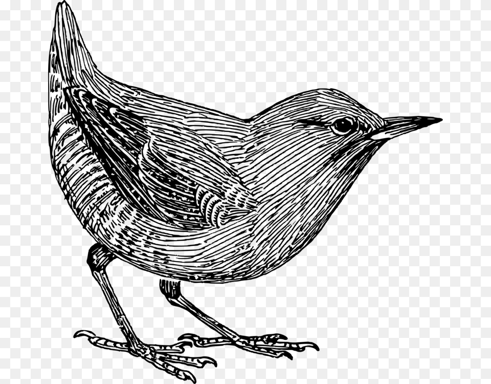 Perching Birdcoloring Bookbird Bird Wallpaper For Phone, Gray Png Image