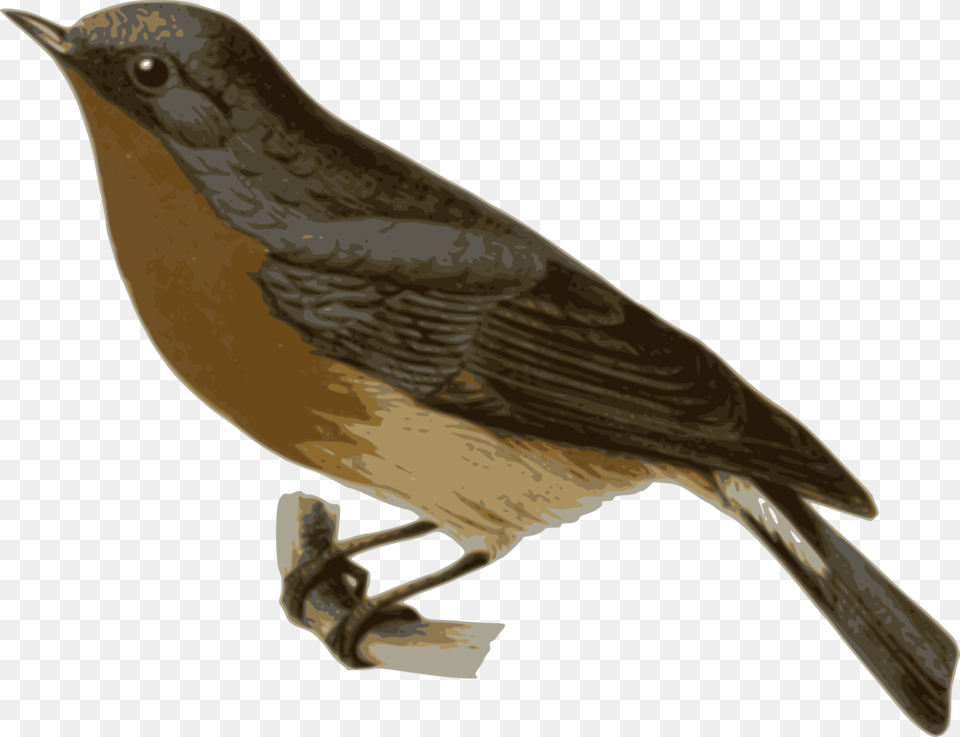 Perching Birdcuculiformesold World Flycatcher Gray And Brown Bird, Animal, Finch, Beak, Blackbird Png
