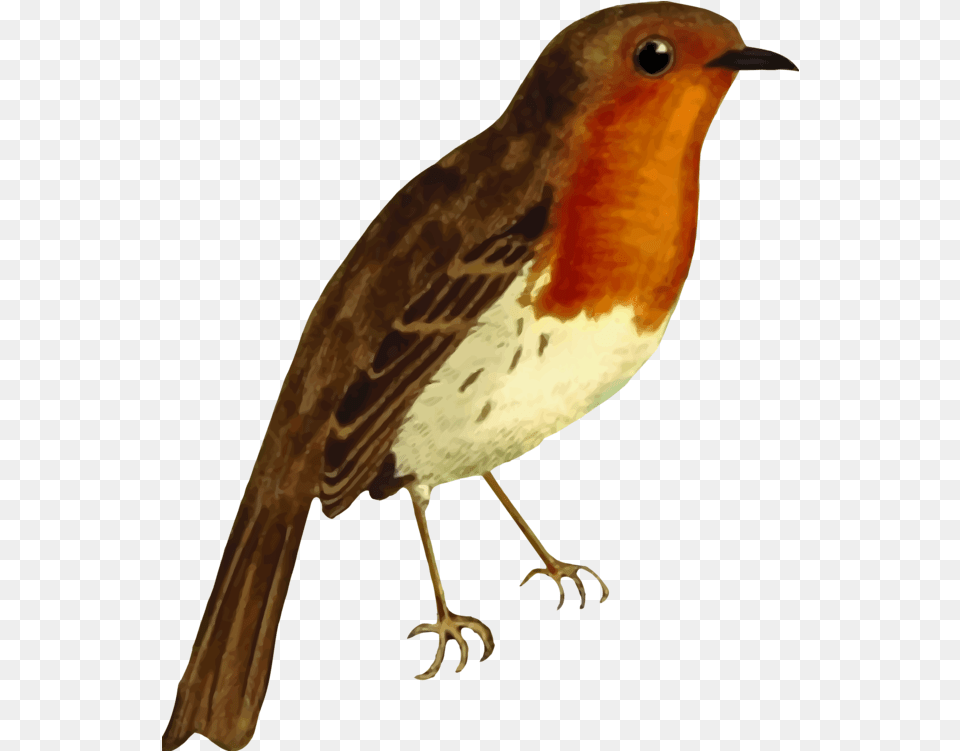 Perching Birdold World Flycatchereuropean Robin Clipart Robin Bird, Animal Free Transparent Png