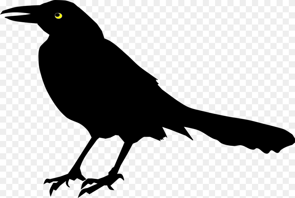 Perching Birdrooknew Caledonian Crow Black Bird Clipart Png