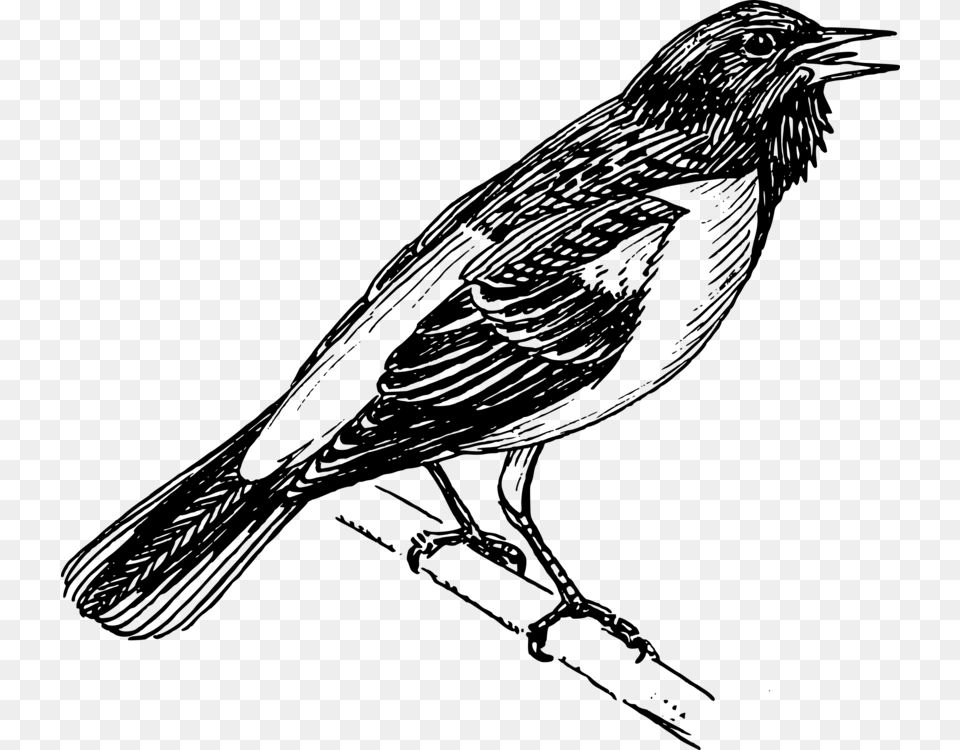 Perching Birdwildlifetail Bird Clipart Black And White, Gray Png Image