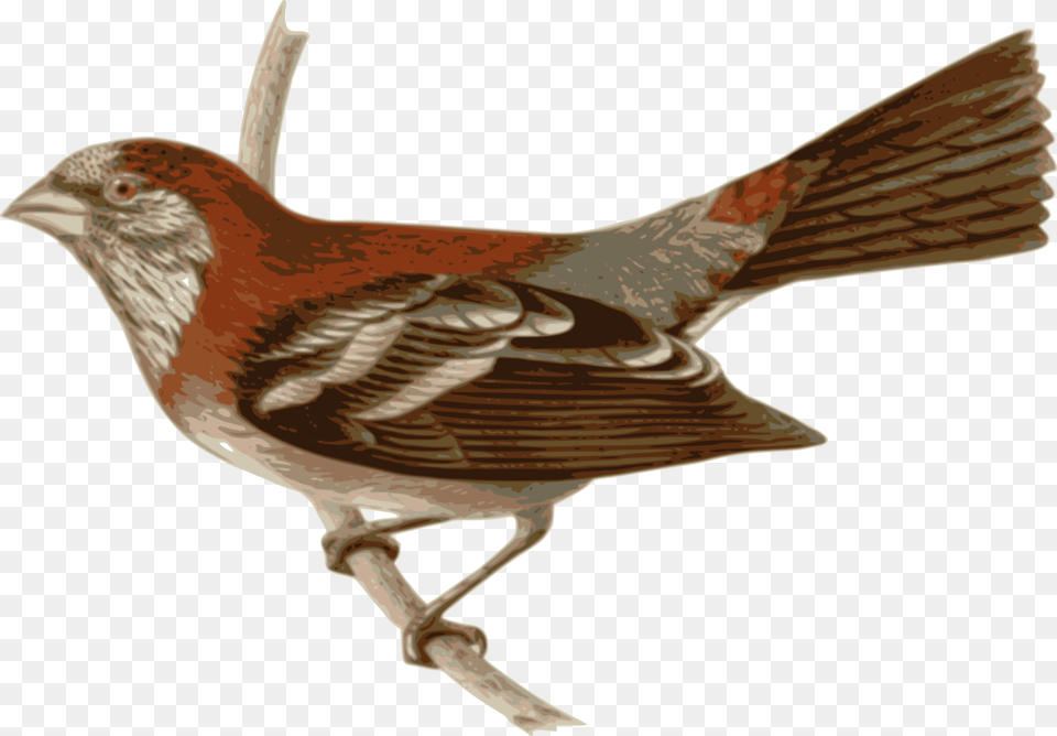 Perching Birdwrenbird Tailorbird, Animal, Bird, Finch, Sparrow Free Png Download