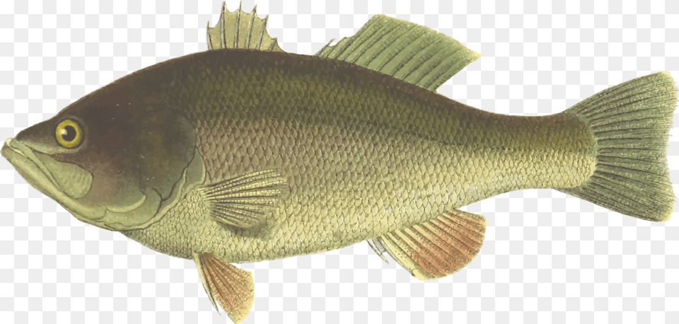 Perchtilapiabony Fish Bass Fish, Animal, Sea Life, Perch Free Png