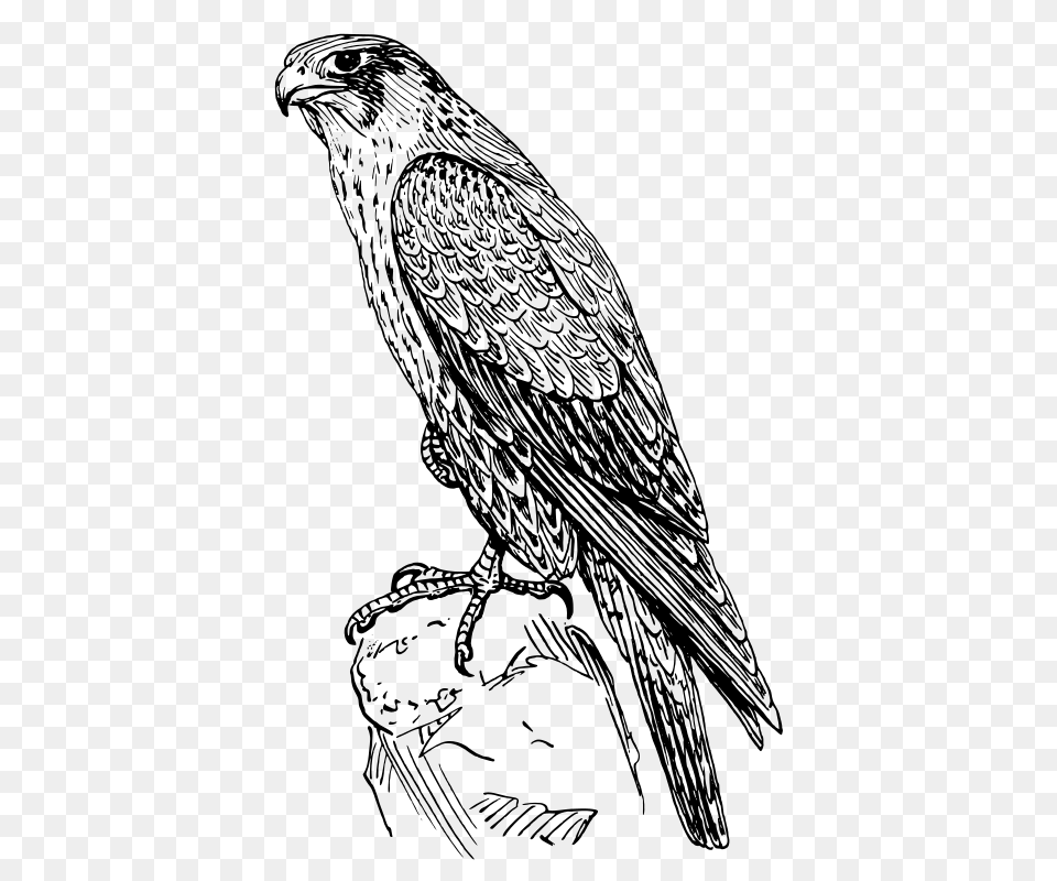 Peregrine Falcon, Gray Free Png