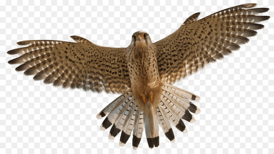 Peregrine Falcon, Accipiter, Animal, Bird, Hawk Png Image