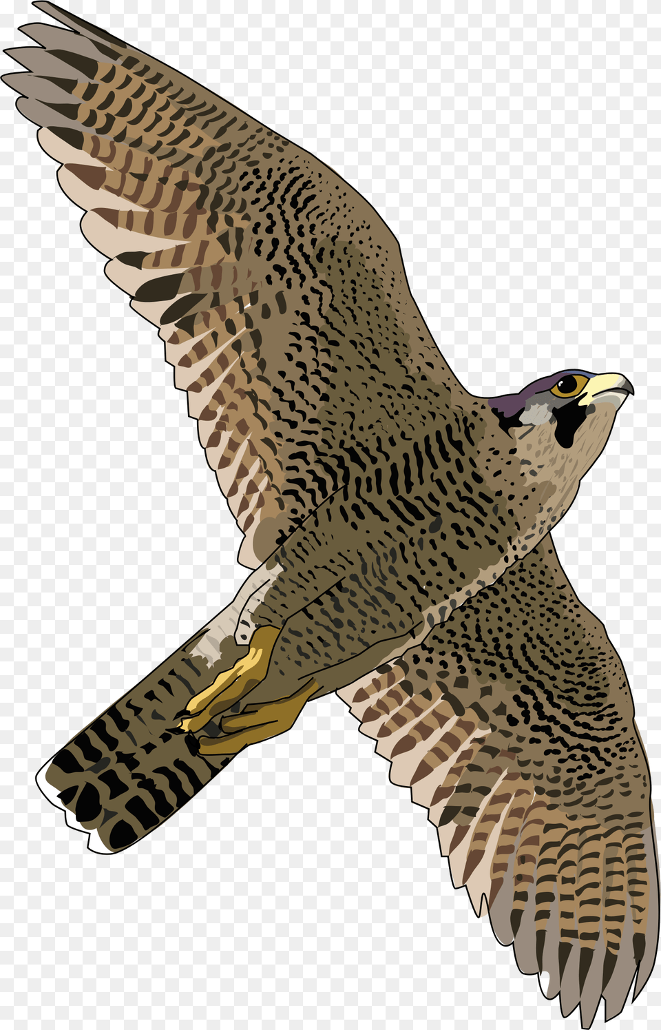 Peregrine Falcon, Accipiter, Animal, Bird, Hawk Png