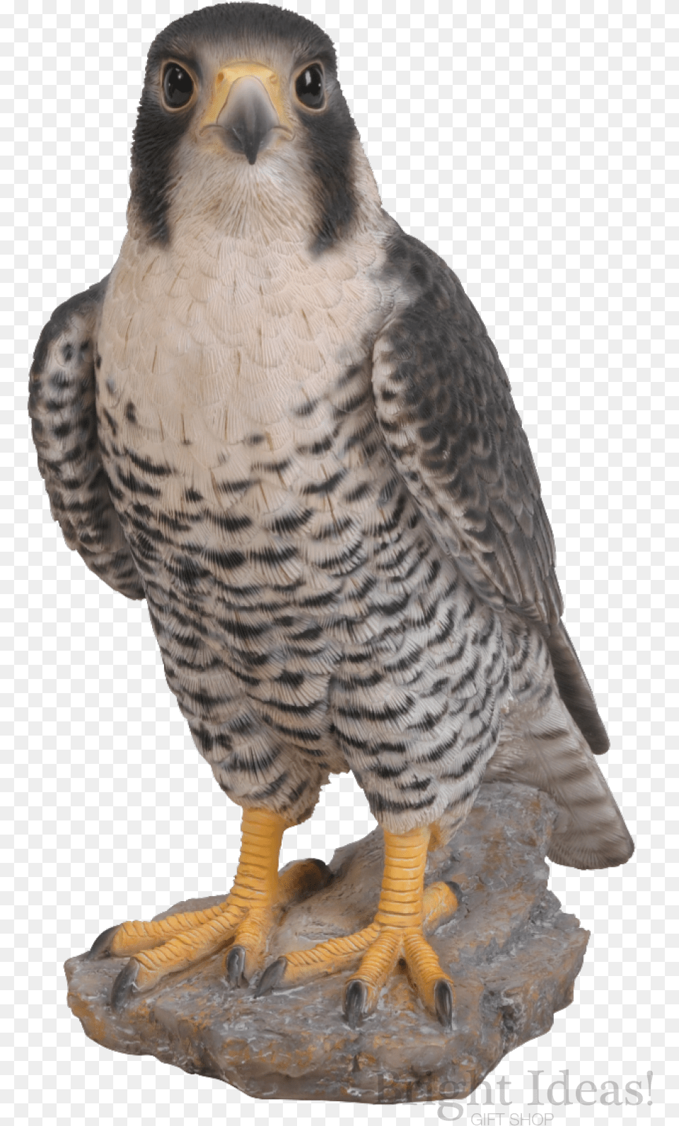 Peregrine Falcon Bird Of Prey Real Life Vivid Arts Peregrine Falcon Size, Accipiter, Animal, Beak, Hawk Png Image
