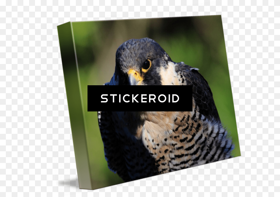 Peregrine Falcon Birds Hawk, Animal, Beak, Bird, Accipiter Free Png