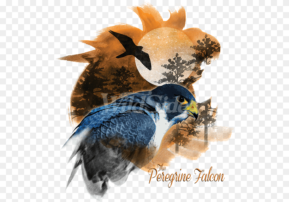Peregrine Falcon Birds Of Prey Peregrine Falcon Swallow, Animal, Beak, Bird, Hawk Png
