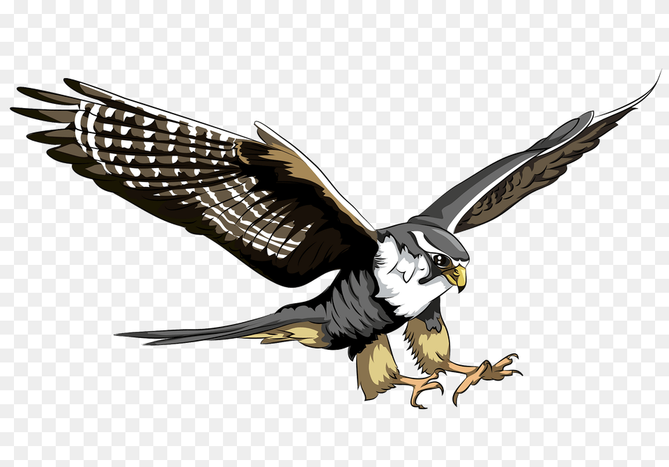 Peregrine Falcon Clipart, Animal, Kite Bird, Bird, Hawk Free Transparent Png