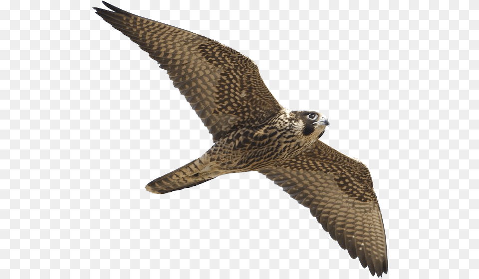 Peregrine Falcon Harrier, Accipiter, Animal, Bird, Kite Bird Png Image